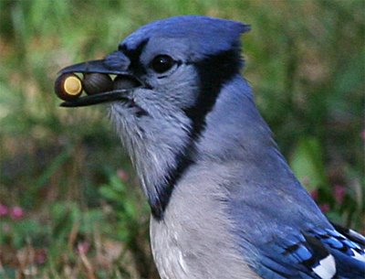 Our Second Sighting — The Blue Jay – Amateur Birding in Somerville